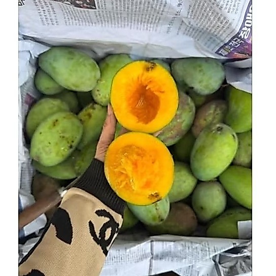 mangga gadung