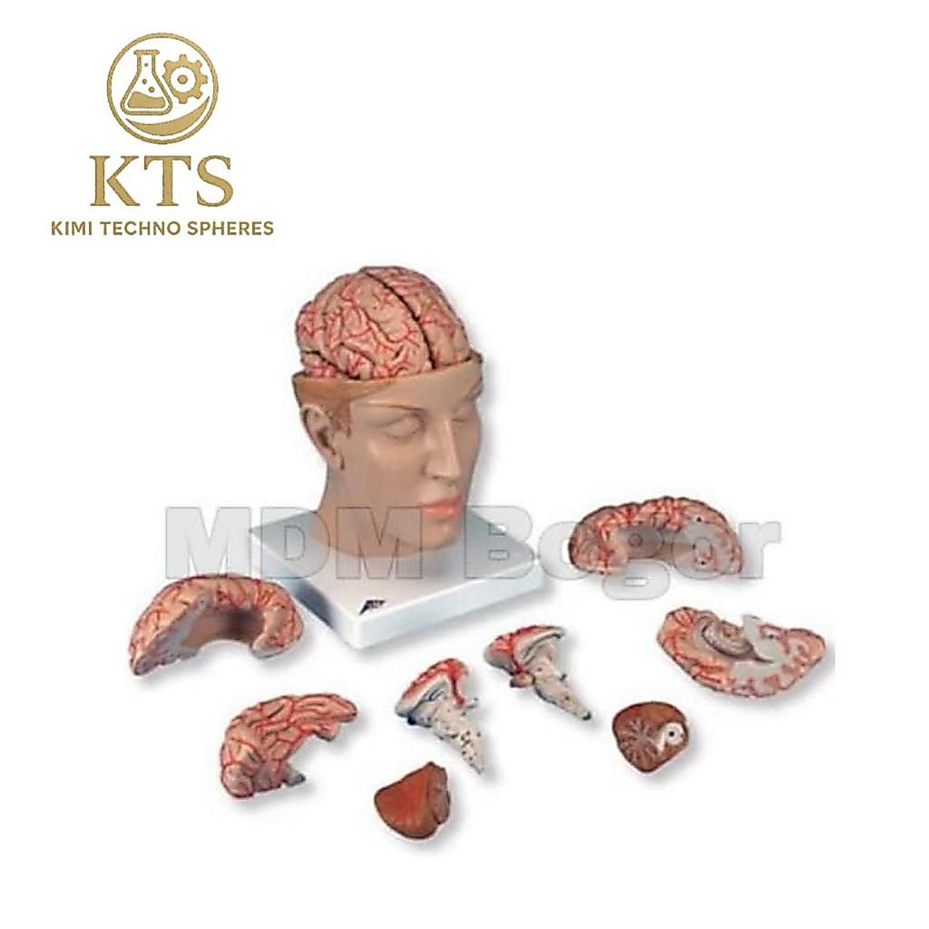 Cito Alat Peraga Model Otak Manusia Anatomi Model Terdiri 8 Bagian