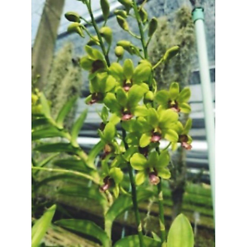 dendrobium jitrapong /jda besar siap bunga jumbo