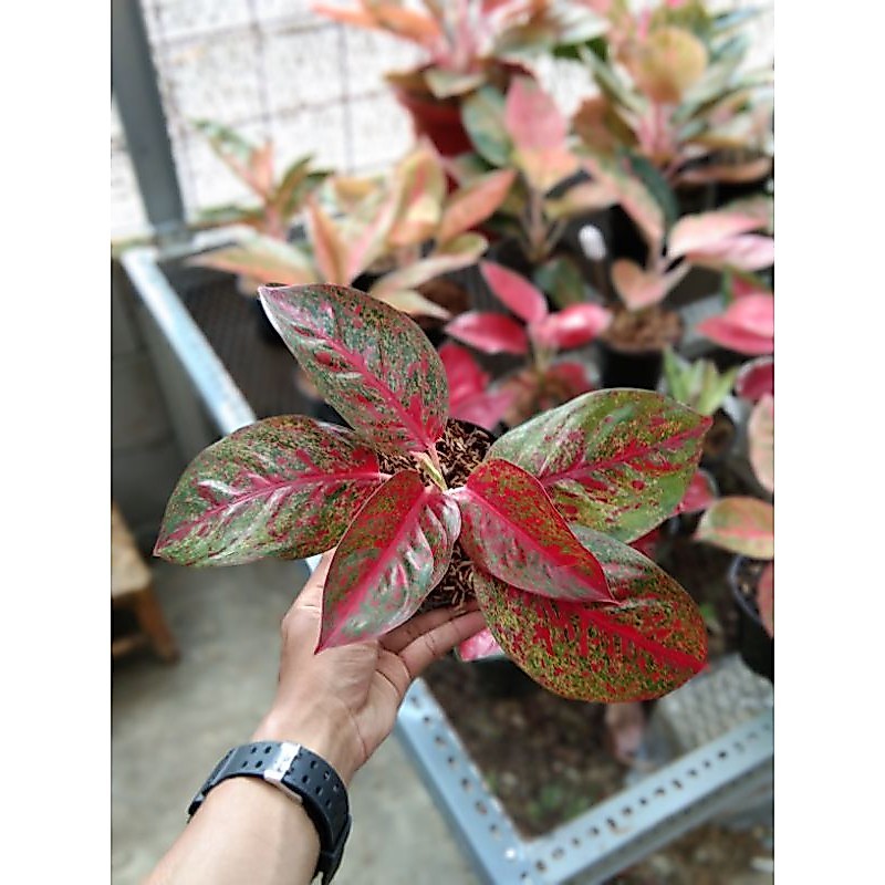 aglaonema red stardust