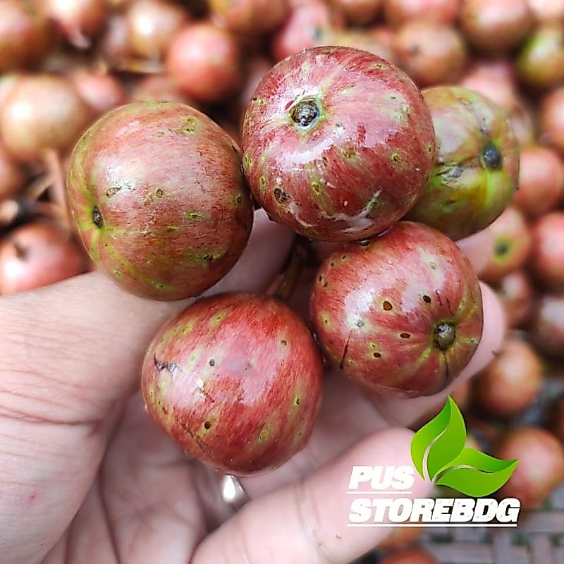 Buah Loa/Buah Ara per 1 kg