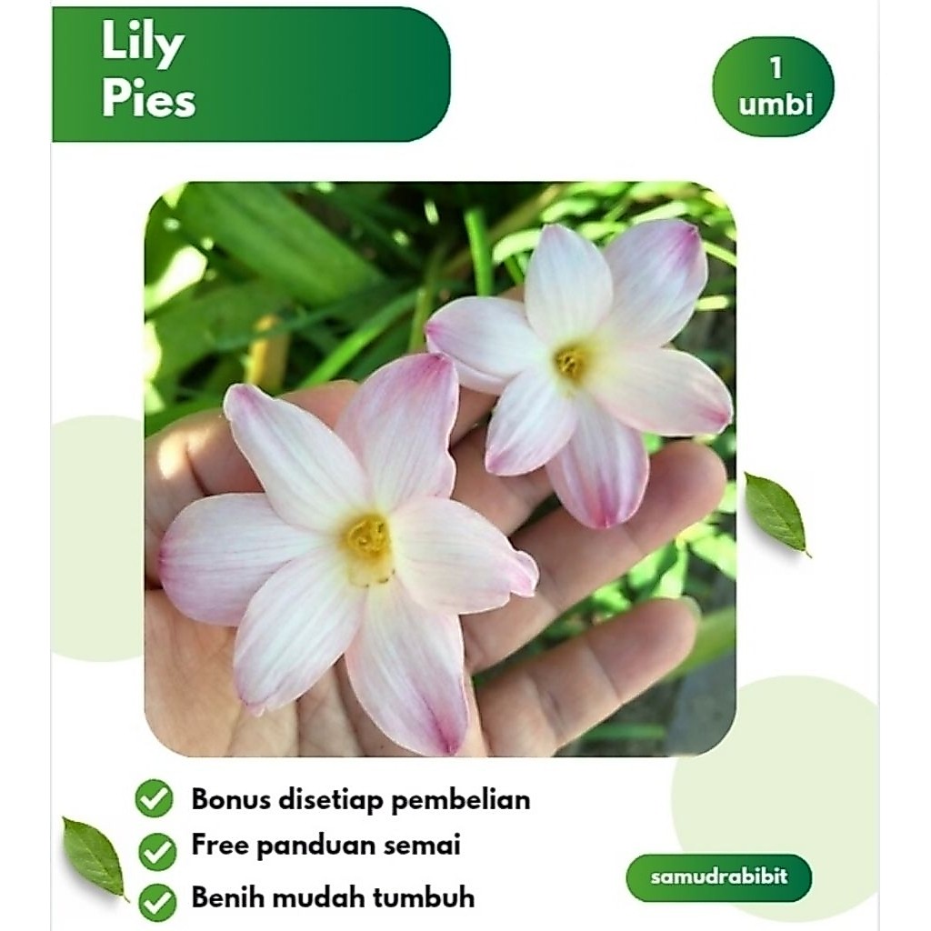 Umbi Bunga Lily Pies Bibit Rain Lily