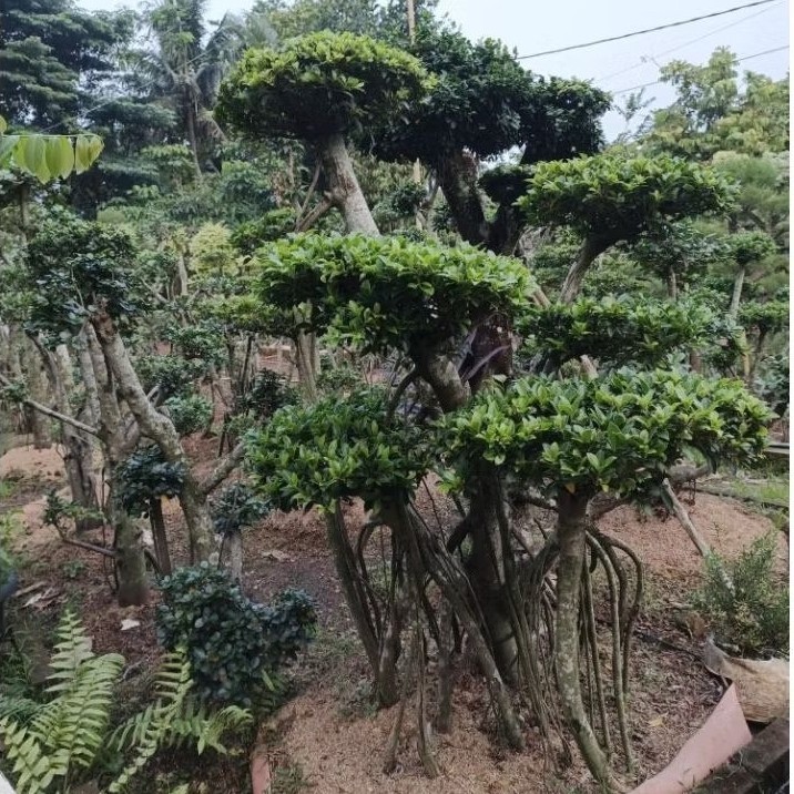Pohon Beringin Korea Tinggi 1-2M/ Bonsai Beringin Dolar/ Tanaman Bonsai Beringin Korea Berkualitas/ 