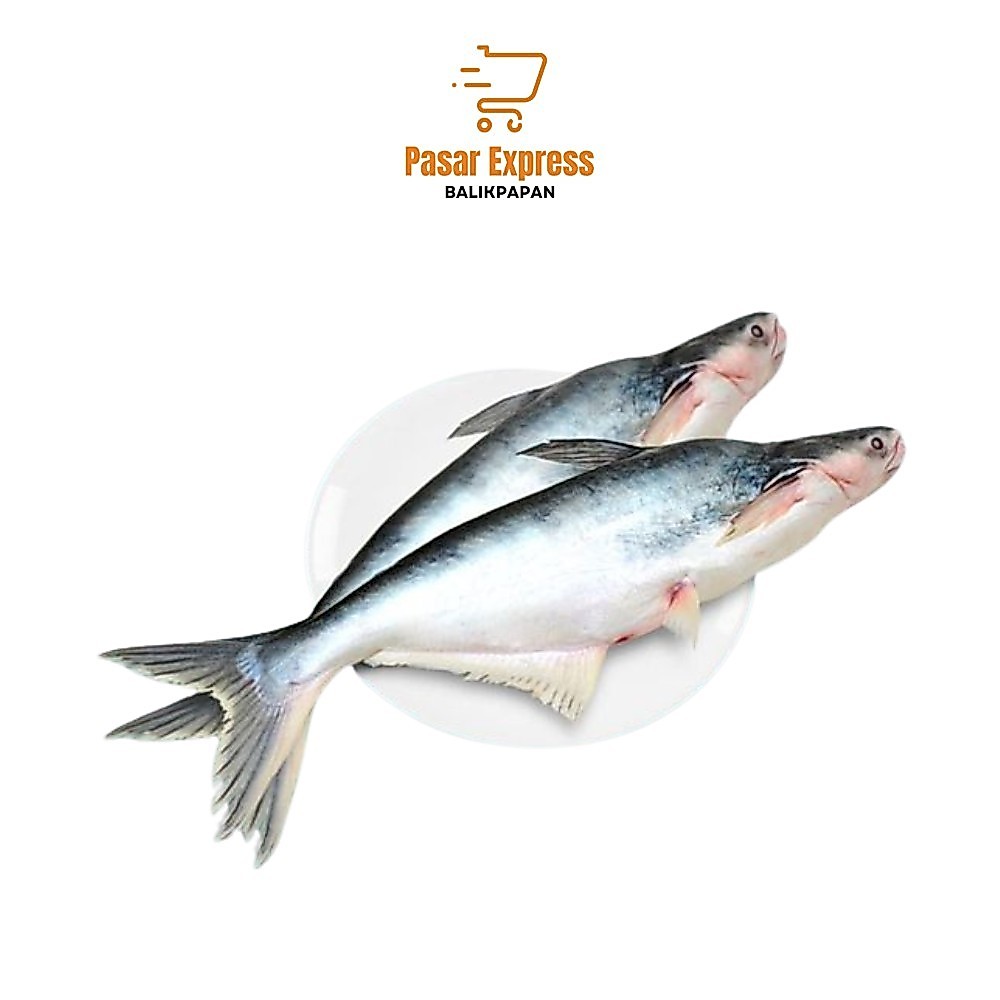 Ikan Patin Segar (Besar/Sedang) - Pasar Express Balikpapan