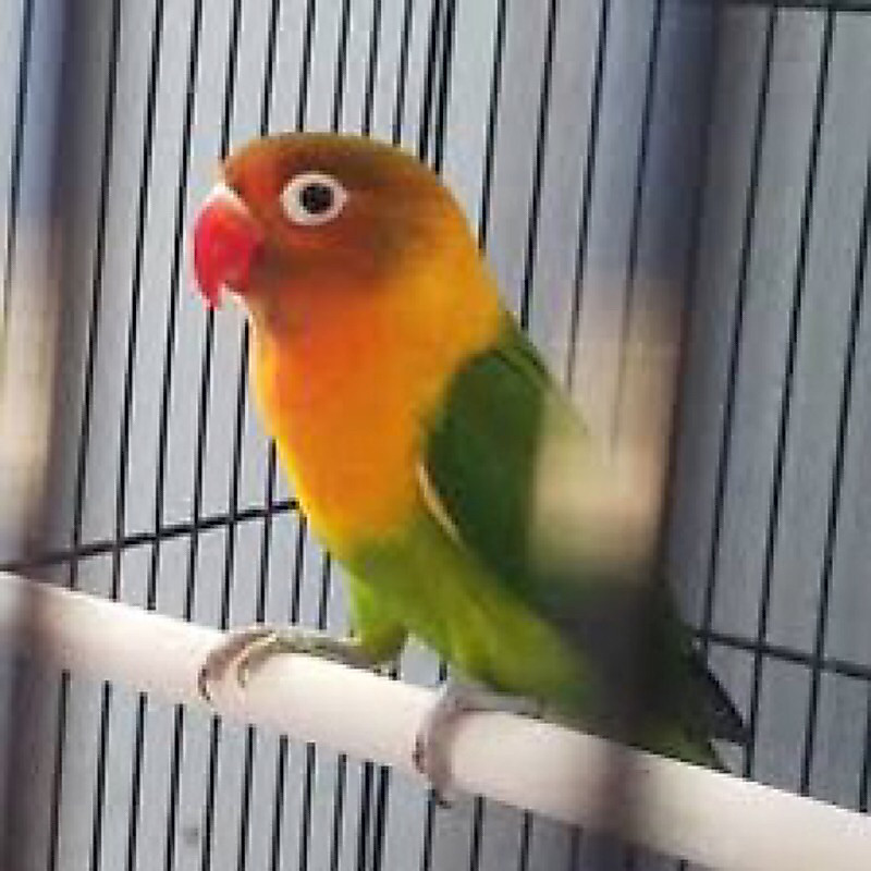 LOVEBIRD/LAKBET JOSAN