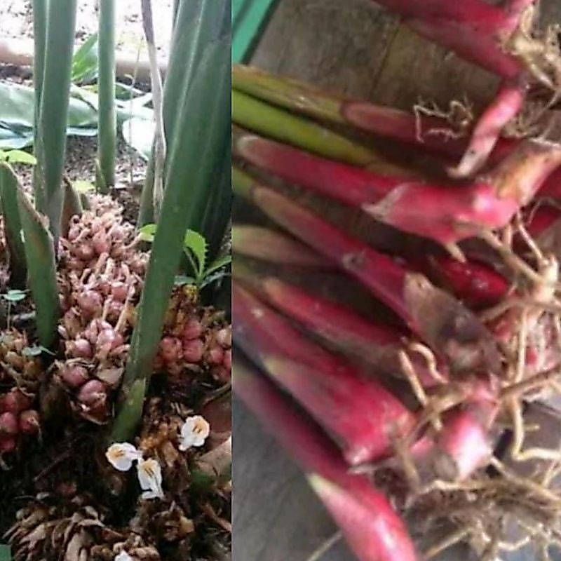 Bibit kapulaga hibrida[beli 10 bonus 1]
