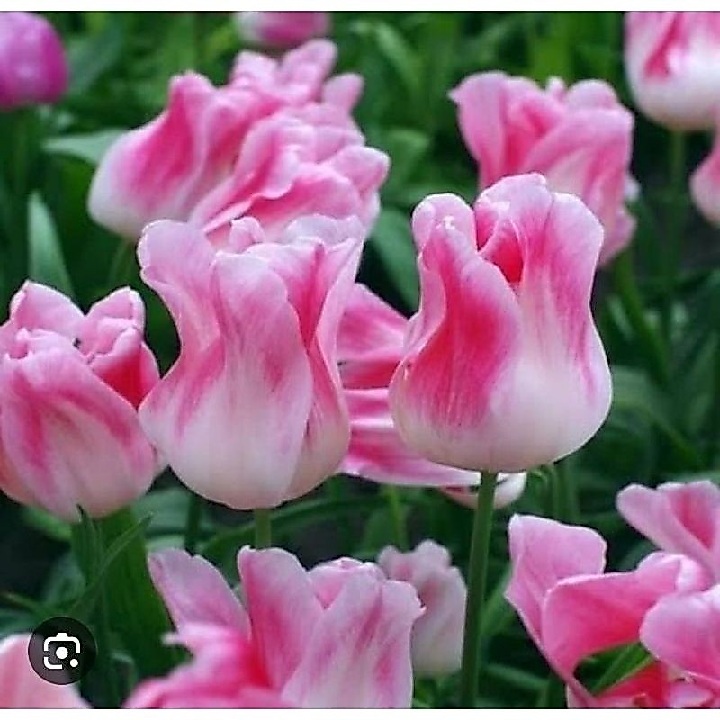 tanaman hias umbi tulip import bunga putih garis pink