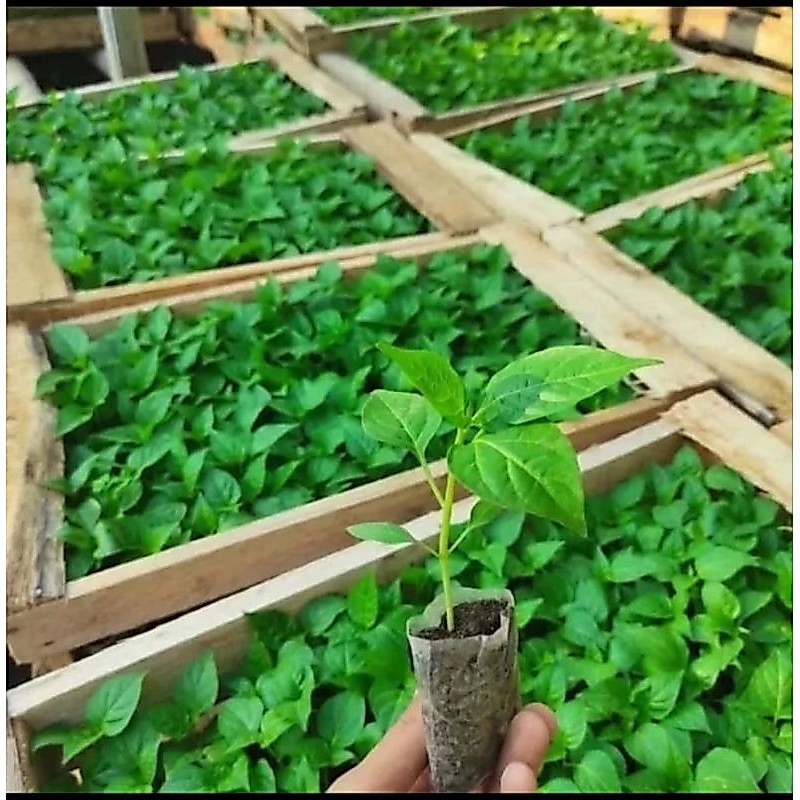 Bibit cabe siap tanam cabe rawit/Rawit Setan cabe