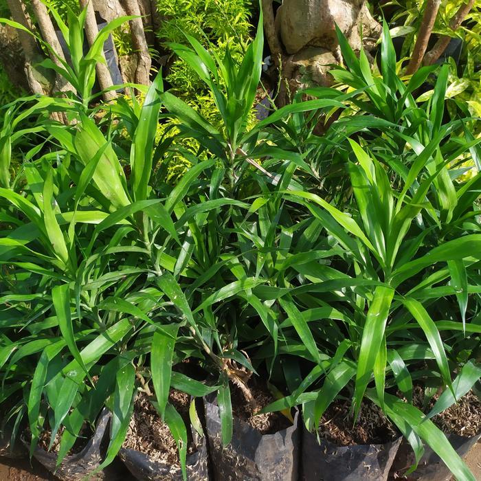 Tanaman daun suji