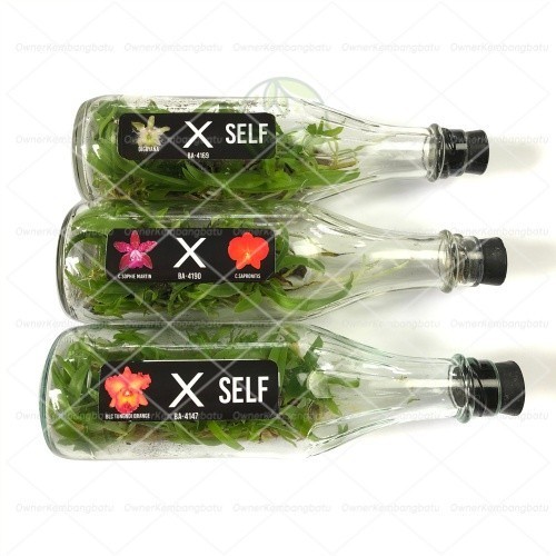 TANAMAN FULL MEDIA BIBIT ANGGREK CATTLEYA BOTOL ANGGREK CATTLEYA BENIH ANGGREK CATLEYA - isi 28-30 p