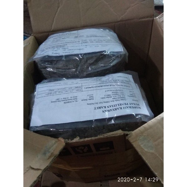 Biji bibit Karet BPM 24 paket 750 biji