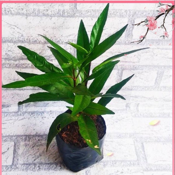 TERLARIS tanaman herbal Gandarusa bibit gondoroso bibit ganda rusa bibit daun gandarusa bibit gandar