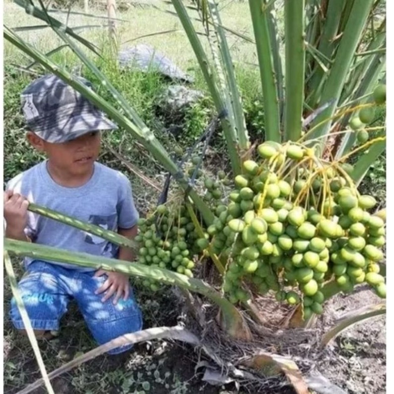 bibit tanaman kurma ajwa iklim tropis