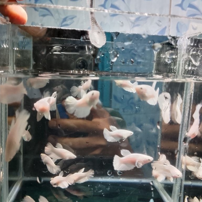betinaan hm wp usia 4 bln, putih bersih siap bred, cocok di satukan untuk hiasan aquarium, cupang ha