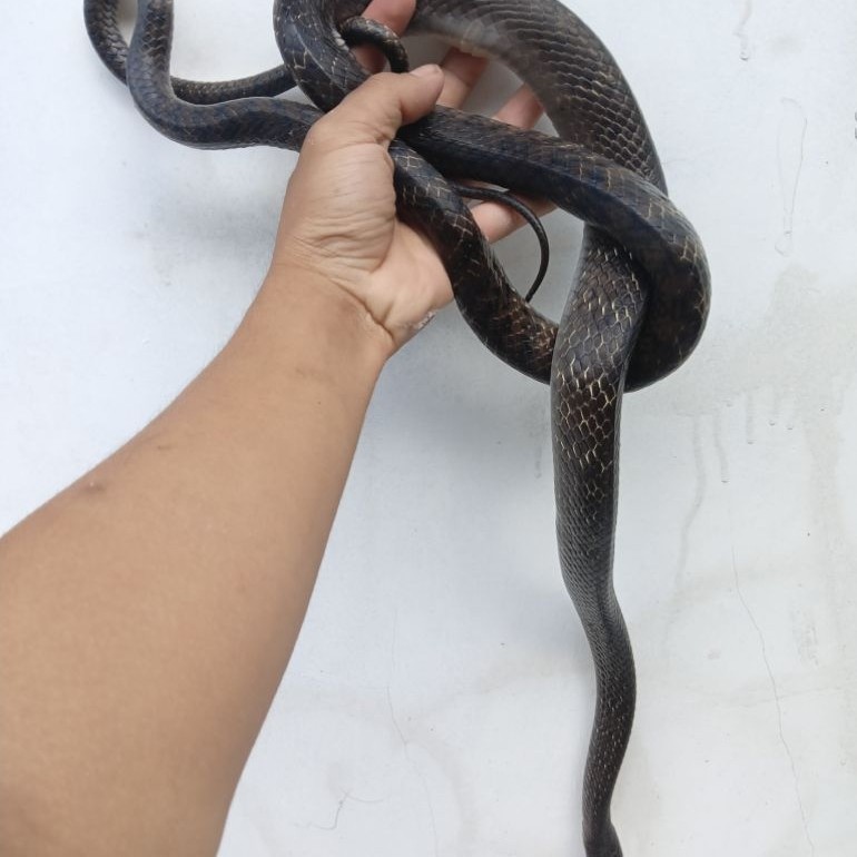 mainan,ular ptyas mucosa/mucosus/ular jali