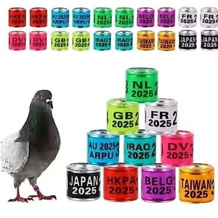 RING BURUNG IMPORT MERPATI MPOS KOLONG BALAP