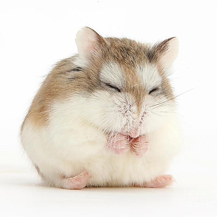 Hamster Roborovski White Face