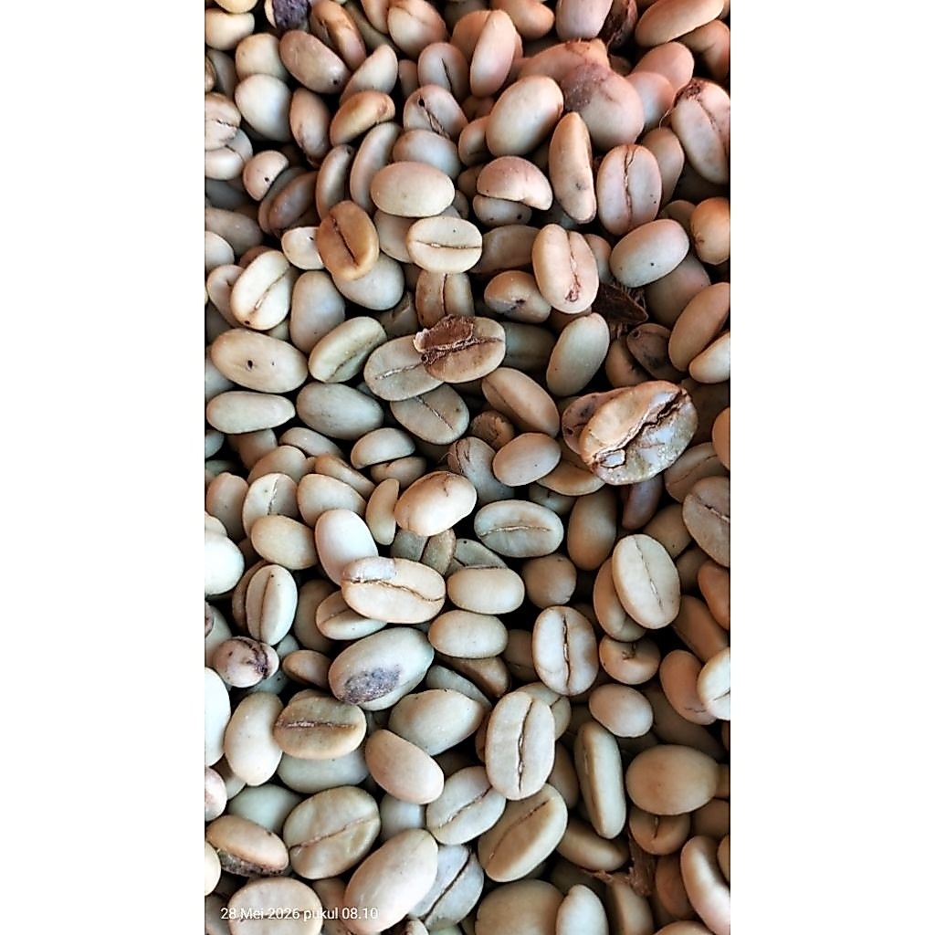 Gabah Kopi Kabanjahe Premium | Kopi Arabica/Robusta Asli Karo Sumatera Utara | Biji Kopi Mentah Berk