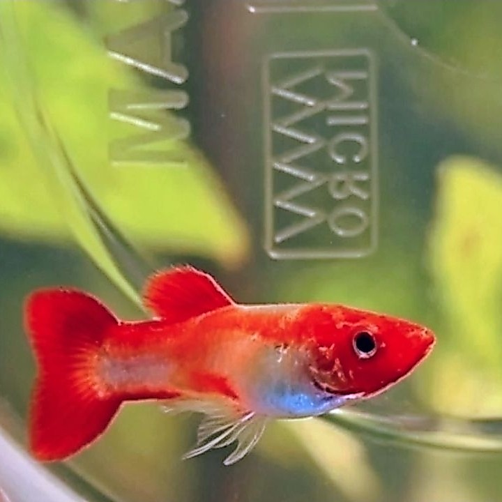 Ikan hias Guppy platinum koi/ ikan hias air tawar (Jantan)
