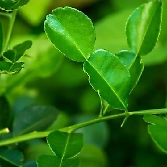 daun jeruk nipis segar