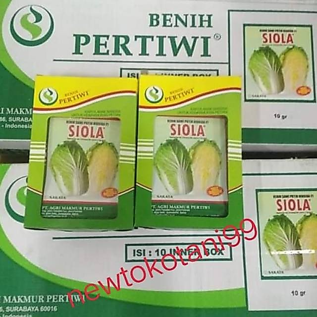 Benih sawi SIOLA F1 10 gram  sawi putih siola petsay siola 10gram dari benih pertiwi sawi siola kubi