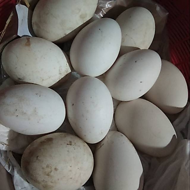 TELUR ANGSA / SOANG BUSUK