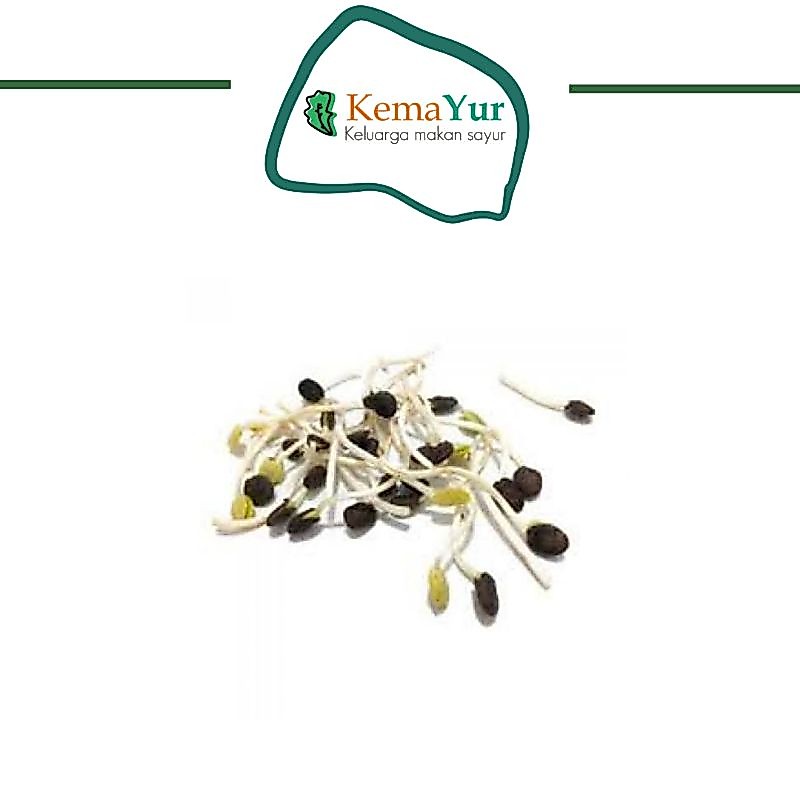KECAMBAH ALE 100 GR