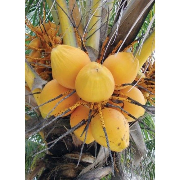 Bibit Kelapa Gading