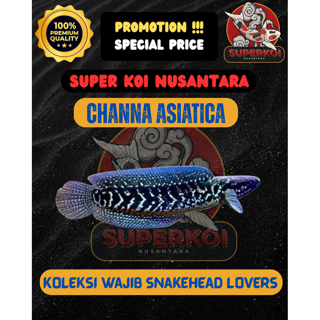 IKAN CHANNA ASIATICA GRADE A SNAKEHEAD IKAN PREDATOR CHANNA