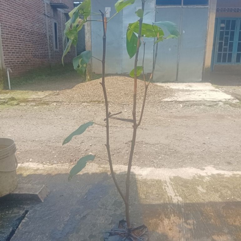 bibit cangkok jambu lilin merah