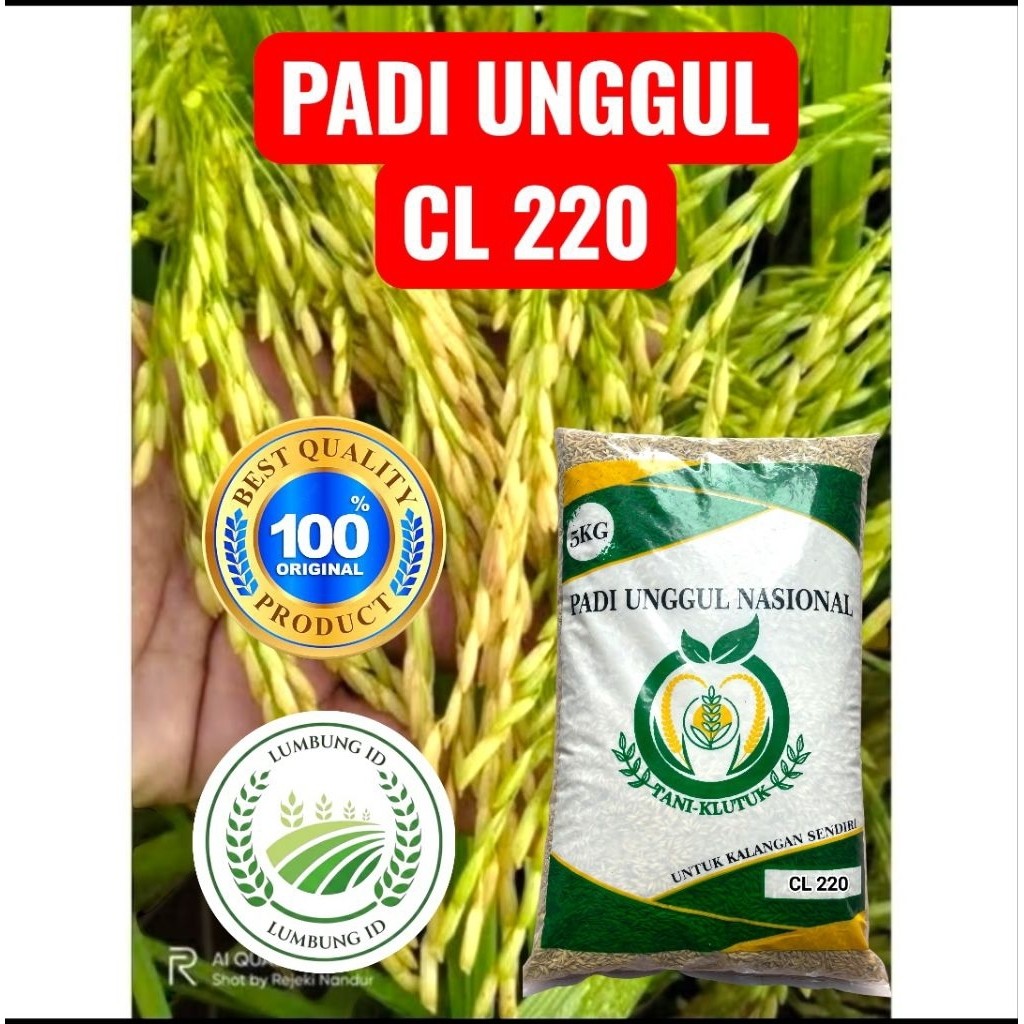 bibit padi unggul berkualitas tinggi CL 220 PREMIUM kemasan 5kg original produk TANI KLUTUK
