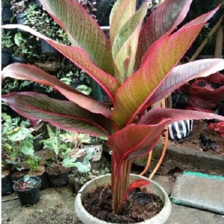 Tanaman Hias pisang Bugis merah