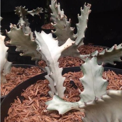 Kaktus euphorbia lactea/kaktus white ghost