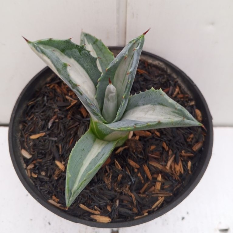 agave americana