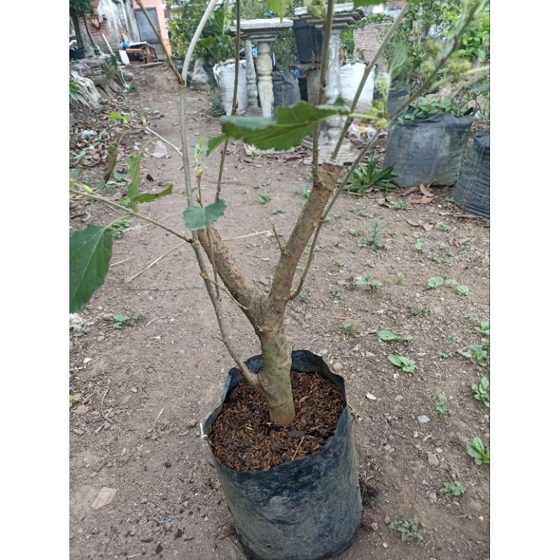 Bahan Bonsai Murbei Batang Besar     Berkualitas