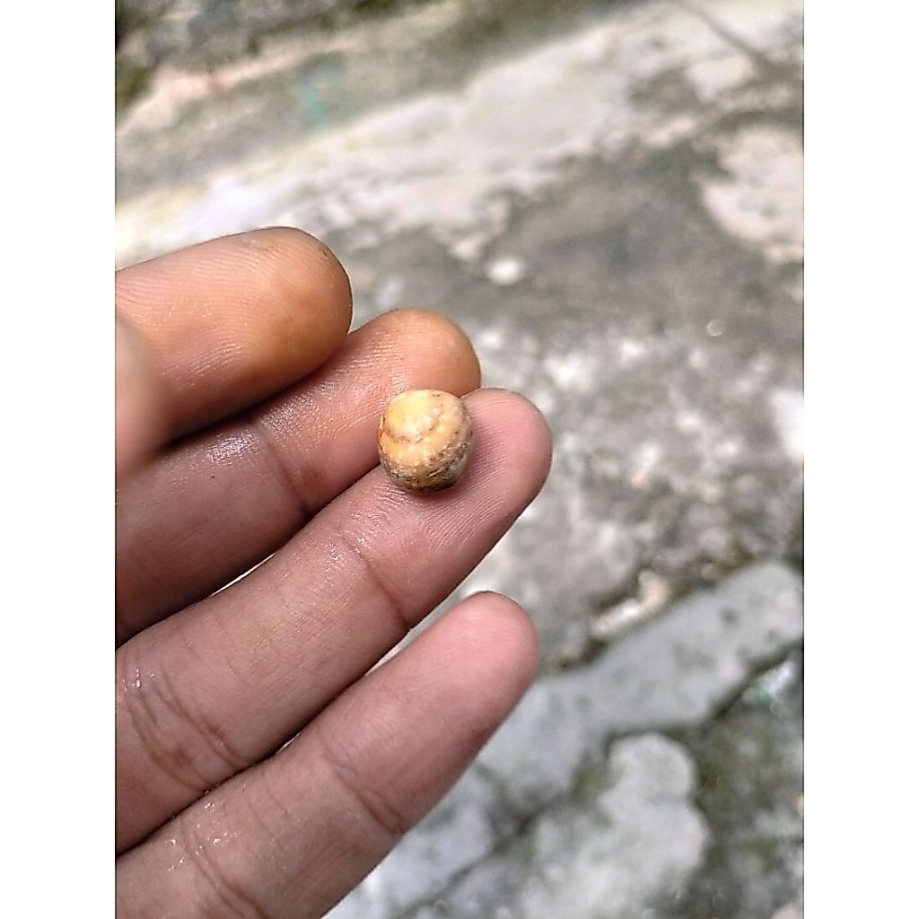 cincin JaduL Puser Bumi Lawas Asli