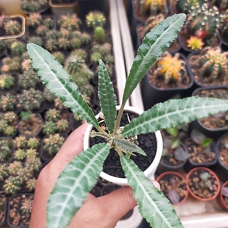 Dorstenia Lancifolia Hybrid Langka