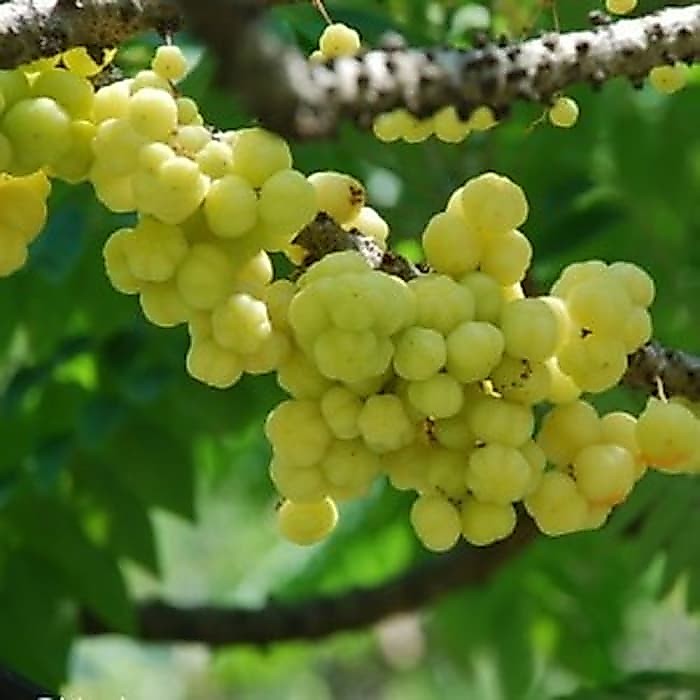 CERMAI