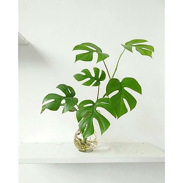 pilodendron tetasperma