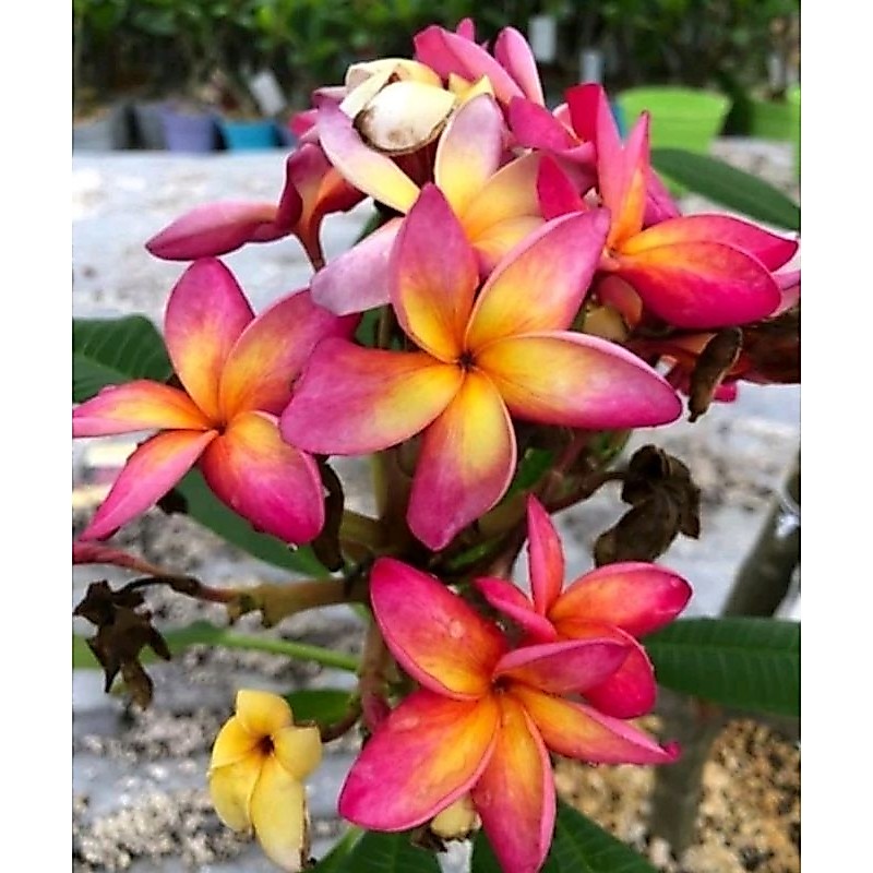 BERAKAR PLUMERIA RUBRA KAMBOJA BALI(LANGKA)