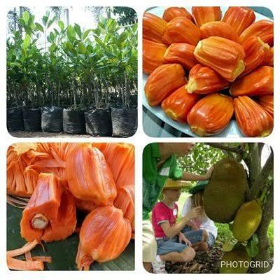 PROMO  Bibit Nangka madu nangka merah nangka mini madu pohon nangka okulasi tanaman buah - 1meter le