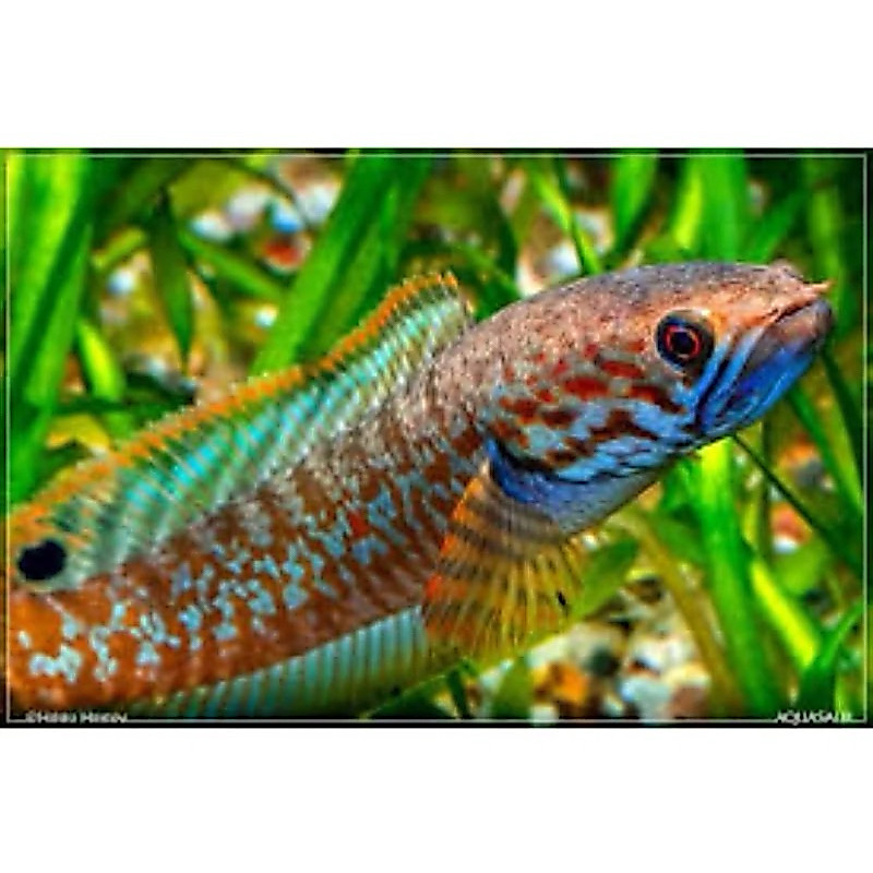 Chana Bleheri ori 3-6cm