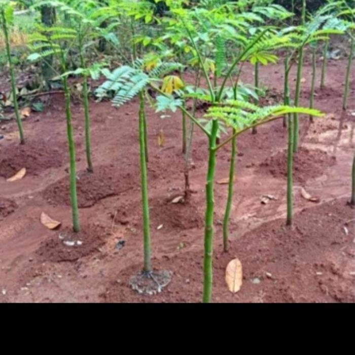 tanaman solobium pakis brazil 1meter / pohon pakis brazil