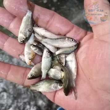 bibit ikan mas ukuran setengah jari per 100 ekor / bibit ikan di bandung