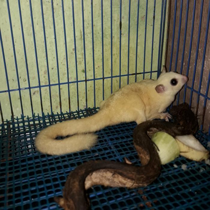 sugar glider leucistik indukan