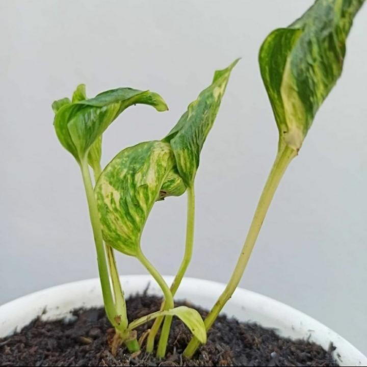 Tanaman hias epipremnum shangrila aureum Varigata - epipremnum unik