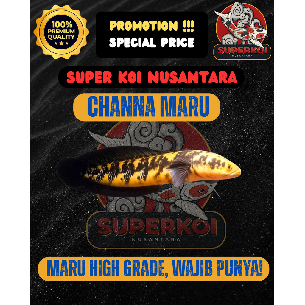 IKAN CHANNA MARU YELLOW SENTARUM GRADE A SNAKEHEAD IKAN PREDATOR CHANNA