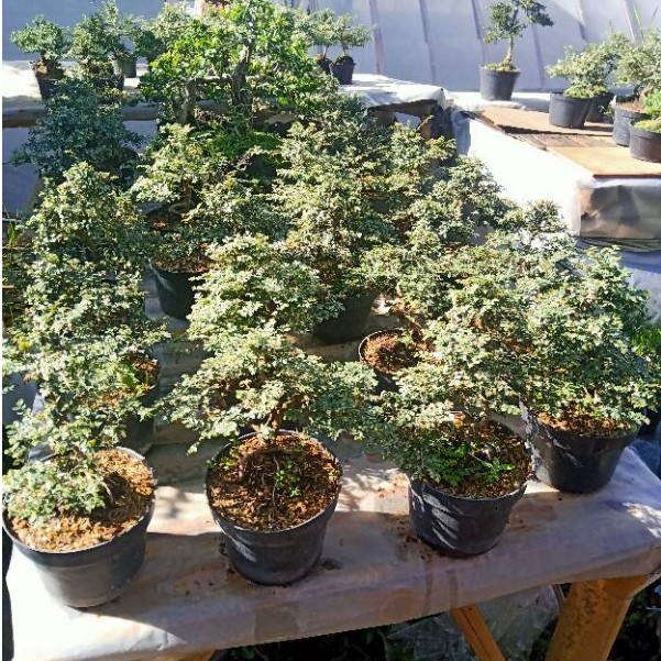 Tanaman Hias Bonsai Ulmus Micro Varigata Siap Pajang Ukuran Pot 17