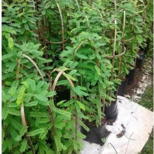 Bibit Tanaman Saga Pohon Saga Tanaman Daun Saga Pohon Daun Saga