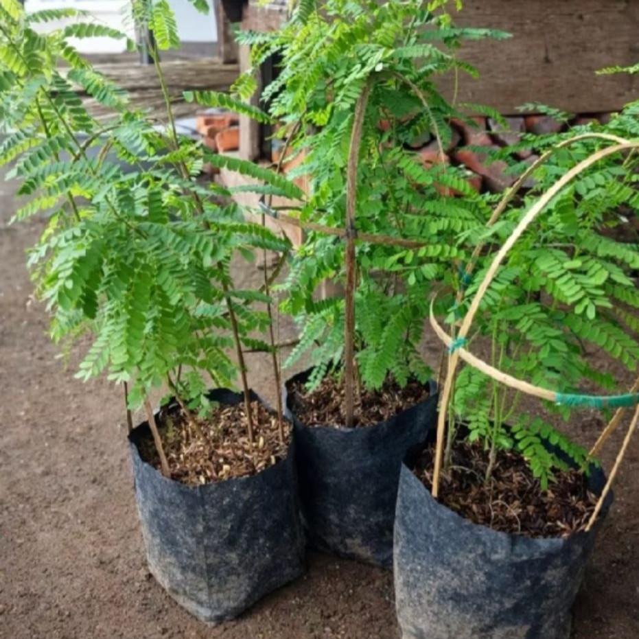 Tanaman Saga- pohon saga pohon herbal